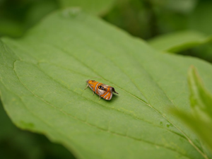 Olethreutes arcuella (Clerck, 1759) © Marie-Geneviève Nicolas - Parc national des Ecrins