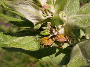 Carpocoris pudicus (Poda, 1761) - accouplement © Marie-Geneviève Nicolas - Parc national des Ecrins