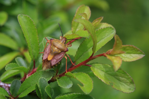 Carpocoris purpureipennis (De Geer, 1773) © Marc Corail - Parc national des Ecrins