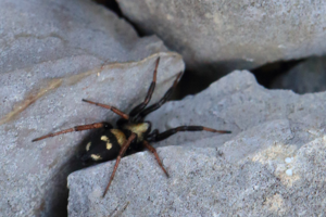 Callilepis noctambule © Marc Corail - Parc national des Ecrins