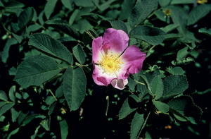 Rosier Pommier, Rose velue © Bernard Nicollet - Parc national des Ecrins