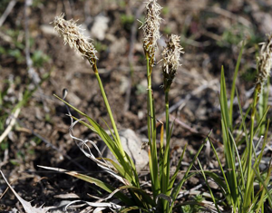 Laîche printanière, Laîche du printemps © Bernard Nicollet - Parc national des Ecrins