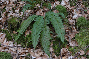 Polystic à aiguillons, Polystic à frondes munies d'aiguillons © Bernard Nicollet - Parc national des Ecrins