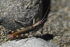 Criquet des iscles © Mireille Coulon - Parc national des Ecrins