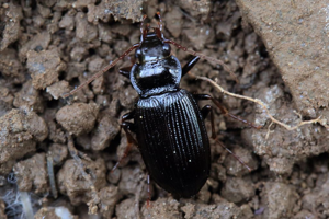 Nébrie à cou bref © Marc Corail - Parc national des Ecrins