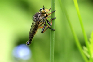 Neoitamus cothurnatus © Marc Corail - Parc national des Ecrins