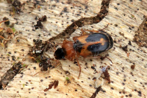 Badister bullatus © Marc Corail - Parc national des Ecrins
