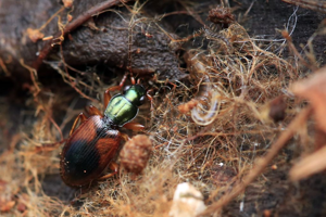 Anchomenus dorsalis © Marc Corail - Parc national des Ecrins