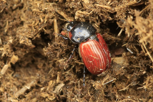 Aphodius fimetarius © Marc Corail - Parc national des Ecrins