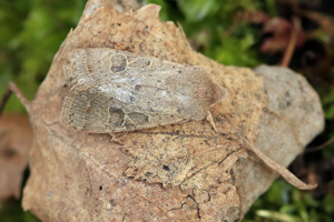 Orthosie du Cerisier (L') © Marc Corail - Parc national des Ecrins