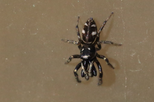 Salticus propinquus © Marc Corail - Parc national des Ecrins