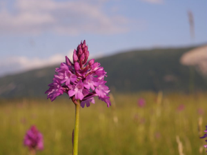 Orchis pyramidal, Anacamptis en pyramide © Marie-Geneviève Nicolas - Parc national des Ecrins