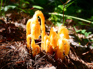 Monotrope sucepin © Marie-Geneviève Nicolas - Parc national des Ecrins