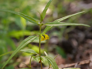 Melampyre sylvatique © Marie-Geneviève Nicolas - Parc national des Ecrins