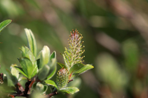 Saule hastée, Saule hastifolié - chaton femelle © Cédric Dentant - Parc national des Ecrins