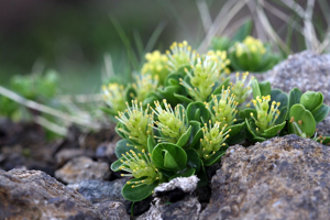 Saule à feuilles émoussées, Saule à feuilles tronquées © Cédric Dentant - Parc national des Ecrins