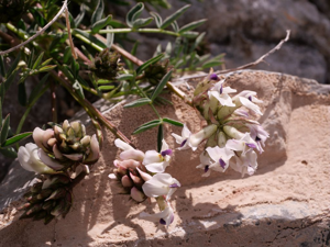 Astragale austral © Marie-Geneviève Nicolas - Parc national des Ecrins