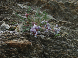 Oxytropis de Suisse, Oxytropis de Gaudin © Bernard Nicollet - Parc national des Ecrins