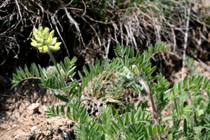 Oxytropis poilu © Bernard Nicollet - Parc national des Ecrins