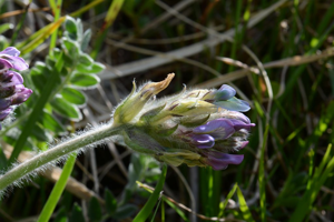 Oxytropis velouté © Bernard Nicollet - Parc national des Ecrins