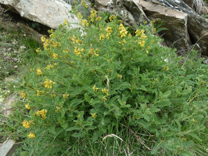 Astragale à fleurs pendantes © Marie-Geneviève Nicolas - Parc national des Ecrins