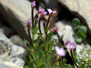 Epilobe à feuilles d'alsine © Cédric Dentant - Parc national des Ecrins