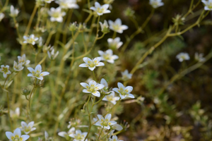 Saxifrage rude © Bernard Nicollet - Parc national des Ecrins