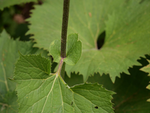 Adenostyle à feuilles d'alliaire, Adénostyle à têtes blanches © Marie-Geneviève Nicolas - Parc national des Ecrins
