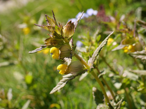 Petit cocriste, Petit Rhinanthe © Marie-Geneviève Nicolas - Parc national des Ecrins