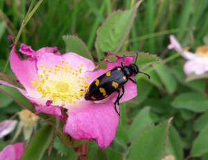 Hycleus polymorphus © Marie-Geneviève Nicolas - Parc national des Ecrins
