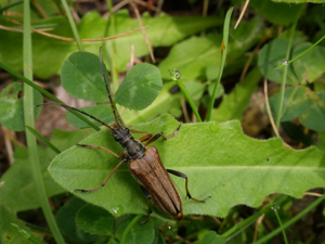 Stenocorus meridianus © Marie-Geneviève Nicolas - Parc national des Ecrins
