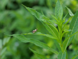 Lampronia rupella © Marie-Geneviève Nicolas - Parc national des Ecrins