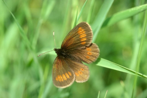 Moiré des Pâturins (Le), Montagnard (Le), Petit Moiré (Le) © Jean-Marie Gourreau - Parc national des Ecrins