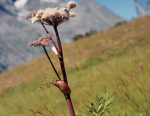 Angélique sauvage, Angélique sylvestre, Impératoire sauvage © Bernard Nicollet - Parc national des Ecrins