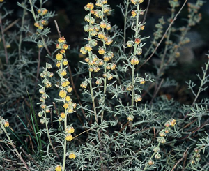 Armoise blanche, Armoise camphrée © Bernard Nicollet - Parc national des Ecrins