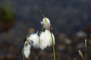Linaigrette à feuilles étroites © Cédric Dentant - Parc national des Ecrins