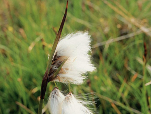 Linaigrette à feuilles larges © Bernard Nicollet - Parc national des Ecrins