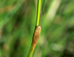 Linaigrette vaginée, Linaigrette engainée © Cédric Dentant - Parc national des Ecrins