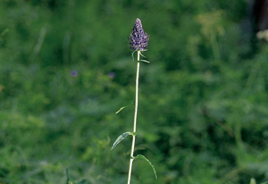 Raiponce ovoïde © Robert Chevalier - Parc national des Ecrins