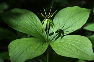 Parisette à quatre feuilles, Étrangle loup © Cédric Dentant - Parc national des Ecrins