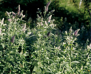 Menthe à longues feuilles © Bernard Nicollet - Parc national des Ecrins