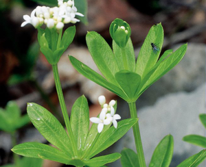 Aspérule odorante, Belle-étoile, Gaillet odorant © Parc national des Ecrins