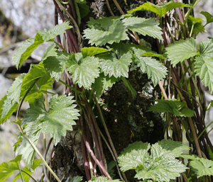 Houblon grimpant © Thierry Maillet - Parc national des Ecrins