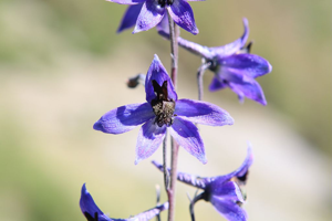 Pied-d'alouette douteux © Cyril Coursier - Parc national des Ecrins