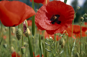 Coquelicot © Denis Fiat - Parc national des Ecrins