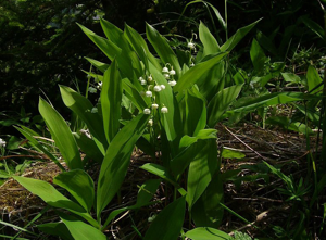 Muguet, Clochette des bois © Bernard Nicollet - Parc national des Ecrins