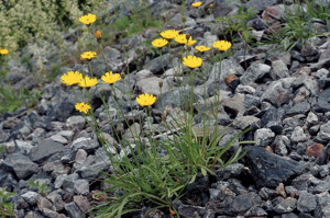 Épervière à feuilles de statice © Bernard Nicollet - Parc national des Ecrins