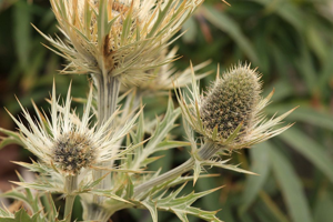 Panicaut blanc des Alpes, Chardon blanc © Marc Corail - Parc national des Ecrins