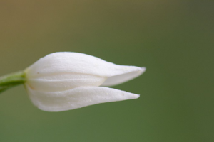 Céphalanthère à feuilles étroites, Céphalanthère à feuilles longues, Céphalanthère à feuilles en épée © Dominique Vincent - Parc national des Ecrins