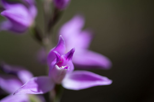 Céphalanthère rouge, Elléborine rouge © Thierry Maillet - Parc national des Ecrins